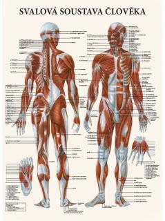 Anatomický plagát - Svalová sústava človeka  47 x 63 cm