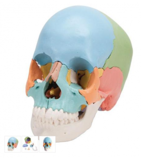 Beauchene Adult Human Skull Model - Didactic Colored Version, 22 part (Anatomické modely)