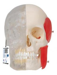 BONElike™ Human Skull Model, Half transparent and Half Bony, 8 part (Anatomické modely)