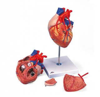 Srdce s obtokom, 2 krát životná veľkosť, 4 časti (Anatomické modely)