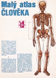 Papierový model Malý atlas človeka Anatómia muža (Malý atlas človeka Anatomie muže)
